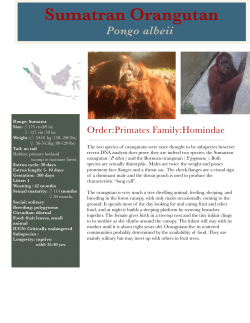 Sumatran Orangutan