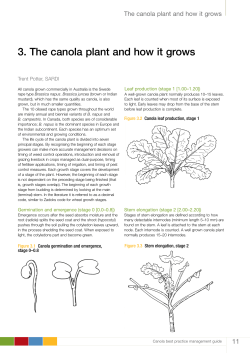 3. The canola plant and how it grows