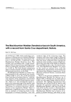 The Blackburnian Warbler Dendroica fusca in South America, with a