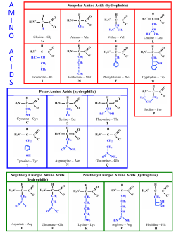 amino acids - University of Hawaii at Hilo
