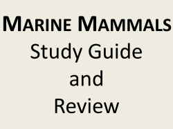 Marine Mammals Study Guide and Review