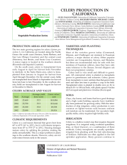 Celery Production in California