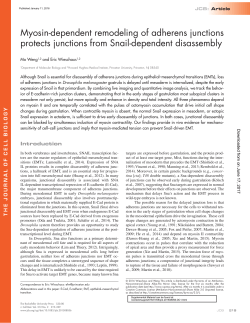 Myosin-dependent remodeling of adherens junctions protects