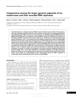 Comparisons among the larger genome segments of six