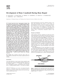 Development of Bone Canaliculi During Bone Repair