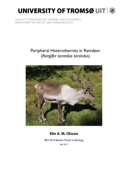 Peripheral Heterothermia in Reindeer (Rangifer tarandus tarandus)