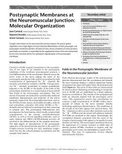 Postsynaptic Membranes at the Neuromuscular Junction: Molecular