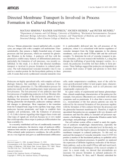 Directed Membrane Transport Is Involved in Process Formation in