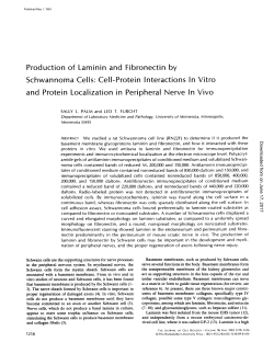 Production of Laminin and Fibronectin by Schwannoma Cells: Ceil