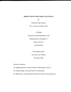 PRODUCTION OF HEUCHERA AND COLEUS By