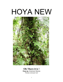 HOYA NEW - Rare