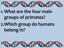 1. What are the four main groups of primates? 2.Which group do