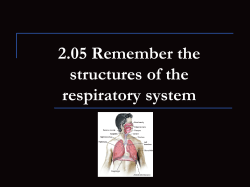 2.03 Understand the respiratory system