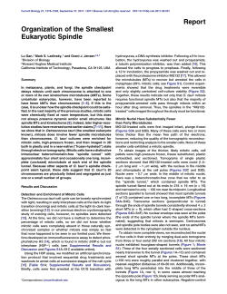 Organization of the Smallest Eukaryotic Spindle