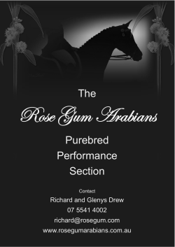 RING 1 SUNDAY - Performance Results