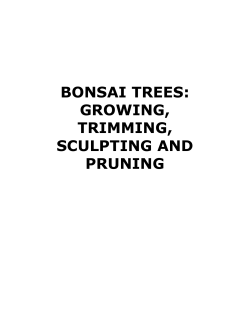 bonsai trees - The Links Site