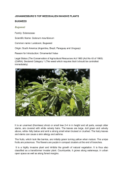 JOHANNESBURG`S TOP WEEDS/ALIEN INVASIVE PLANTS