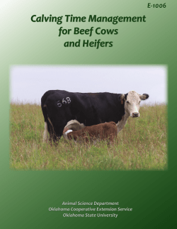 Calving Time Management for Beef Cows and