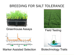Alfalfa breeding and trait development Part 3