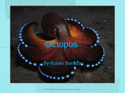 Octopus