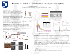 Extraction and Analysis of Ommochromes in Cephalopod