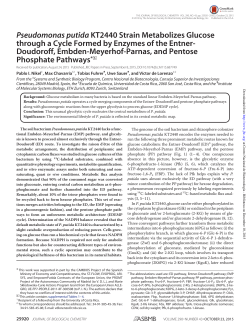 Pseudomonas putida KT2440 Strain Metabolizes Glucose through a