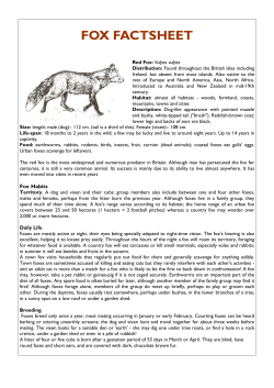 Fox Factsheet