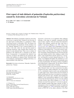 First report of stub dieback of poinsettia - CBS-Knaw