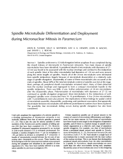 Spindle Microtubule Differentiation and