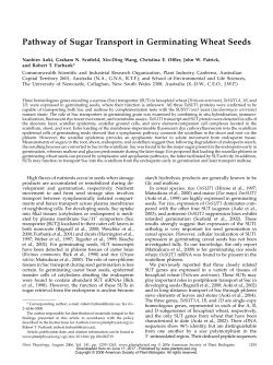 Pathway of Sugar Transport in Germinating