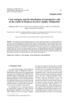 Caste ontogeny and the distribution of reproductive cells on the
