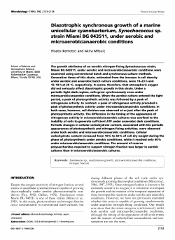 Diazotrophic synchronous growth of a marine