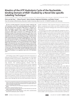 Kinetics of the ATP Hydrolysis Cycle of the Nucleotide