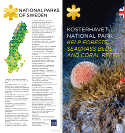 KOSTERHAVET NATIONAL PARK KELP FORESTS, SEAGRASS