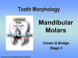 Mandibular Molars - Randwick College Wiki