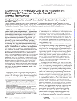 Asymmetric ATP Hydrolysis Cycle of the Heterodimeric Multidrug
