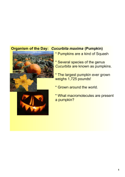 Organism of the Day: Cucurbita maxima (Pumpkin) * Pumpkins are a