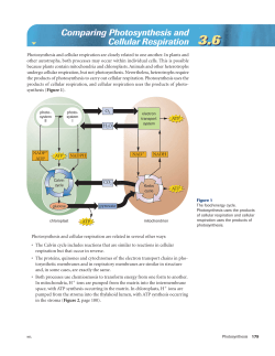 Comparing Photosynthesis and Cellular Respiration