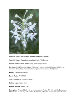 Platanthera blephariglottis