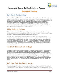 Sibling Rivarly in Dogs - Homeward Bound Golden Retriever Rescue