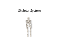 Skeletal System - polk.k12.ga.us
