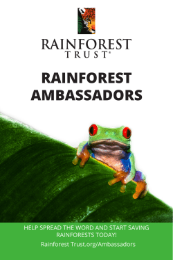 rainforest ambassadors