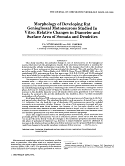 Morphology of developing rat genioglossal
