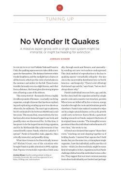 No Wonder It Quakes