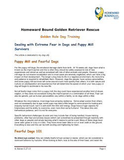 Homeward Bound Golden Retriever Rescue Golden Rule Dog