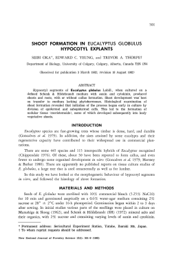 shoot formation in eucalyptus globulus hypocotyl