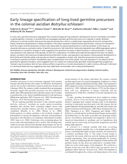 Early lineage specification of long-lived germline precursors in the