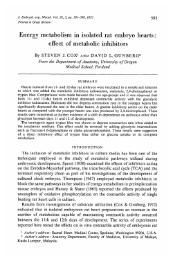 Energy metabolism in isolated rat embryo hearts: effect