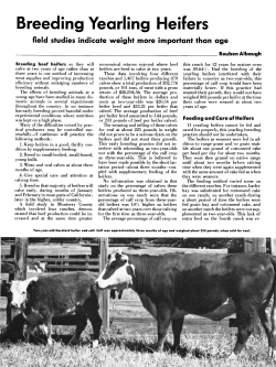 Breeding Yearling Heifers - UC Cooperative Extension