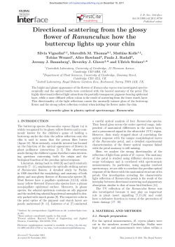 how the buttercup lights up your chin